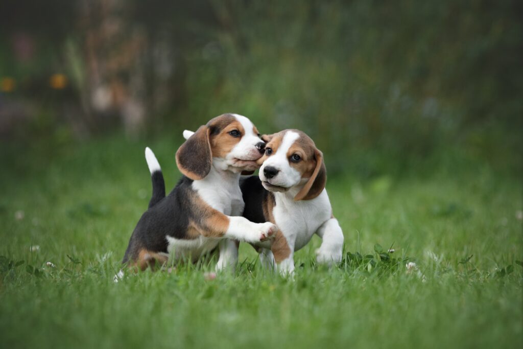 Different breed puppies showing variation in biting behaviors