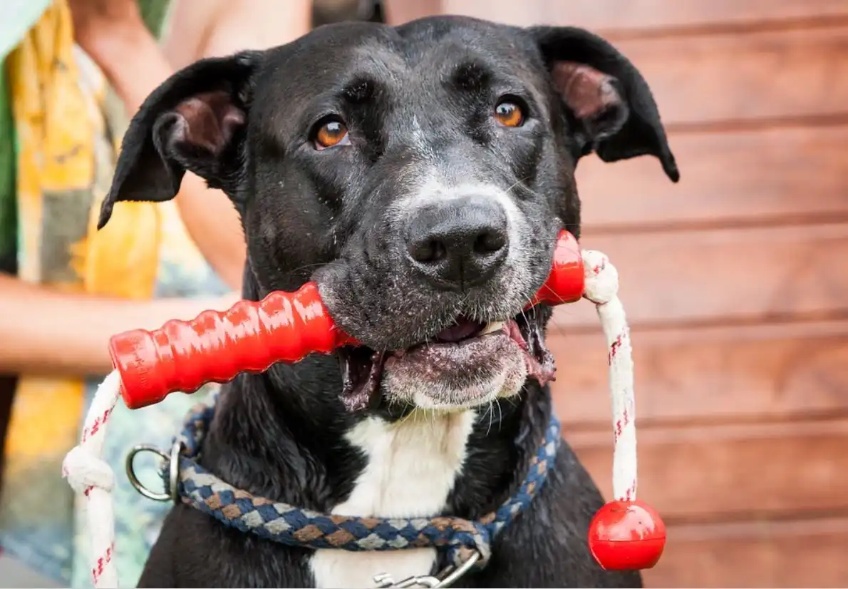 older puppy gently mouthing toy instead of hand