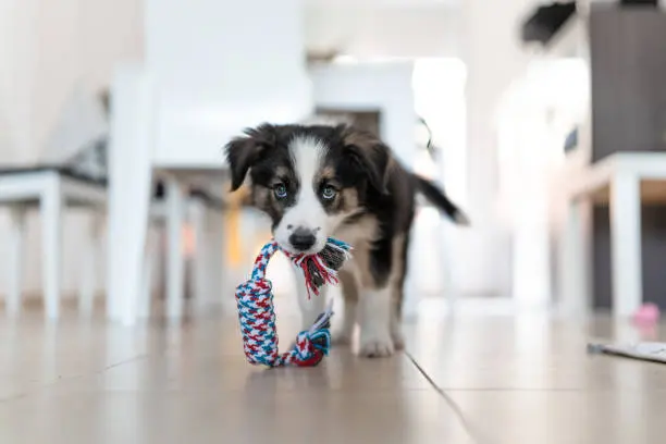 person redirecting puppy from biting hand to appropriate toy