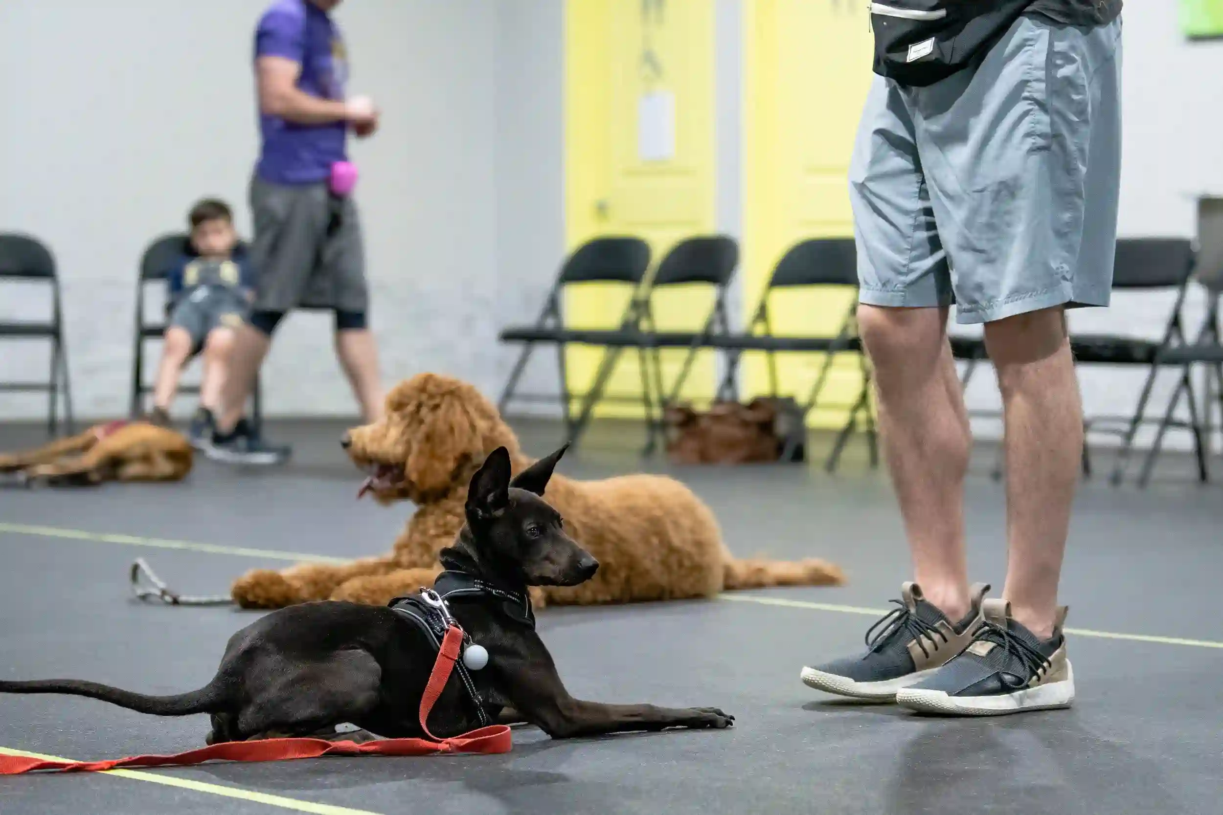puppy in training class learning bite inhibition