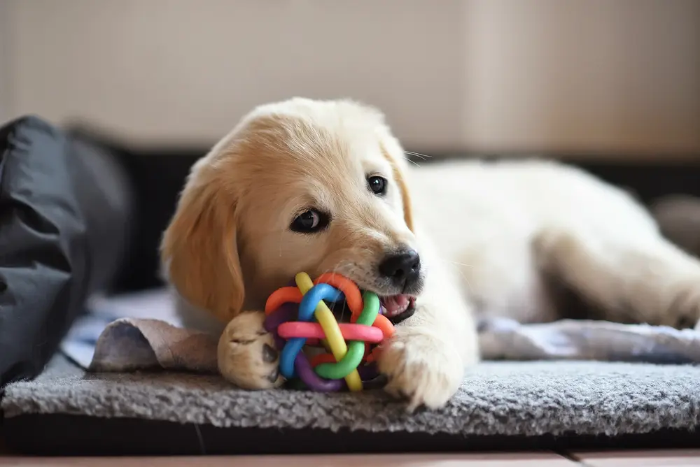Puppy with teething toy showing visible baby teeth during peak biting phase