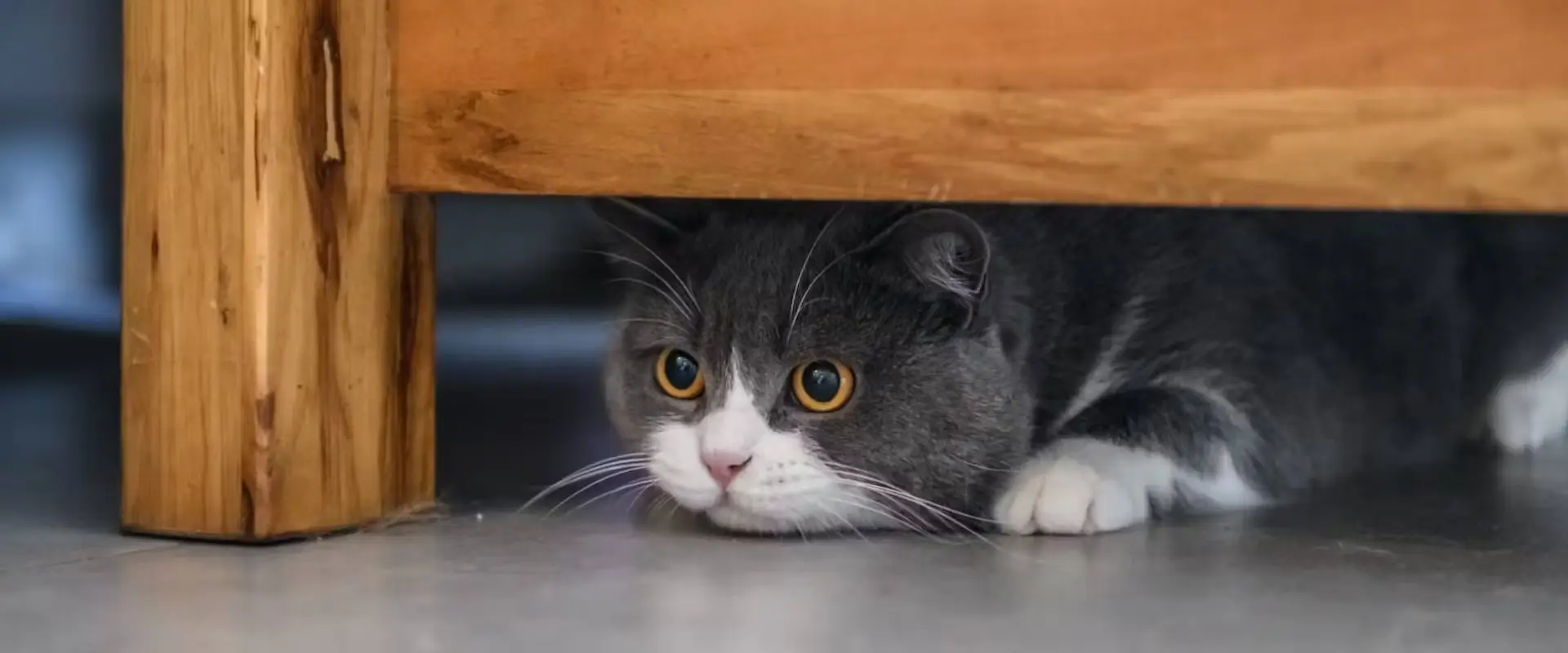 Cat hiding under bed after environmental change 
