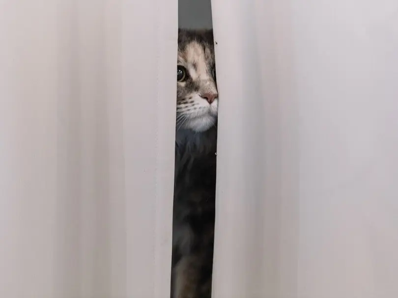 Cat hiding in closet from environmental stressors