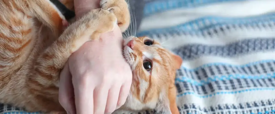 Cat hiding due to illness