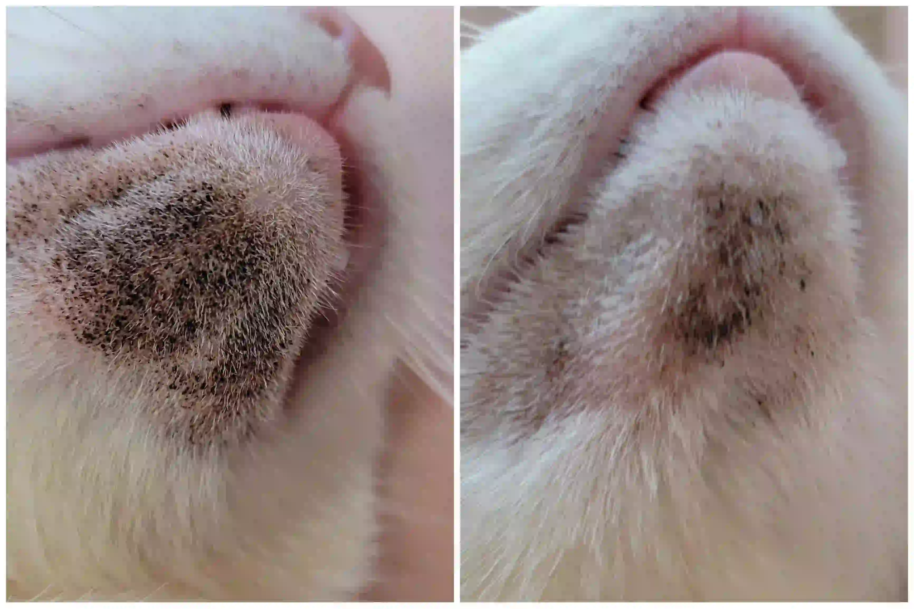 Cat showing behavioral changes associated with hiding