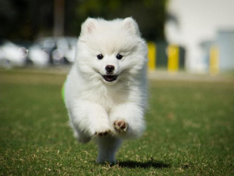 Puppy Training Tips for Biting