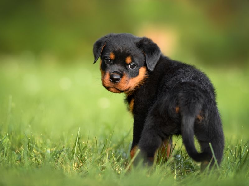 Puppy Training Tips for Biting, how to teach puppy not to bite