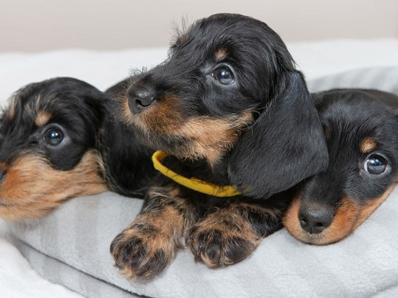 Puppy training tips potty