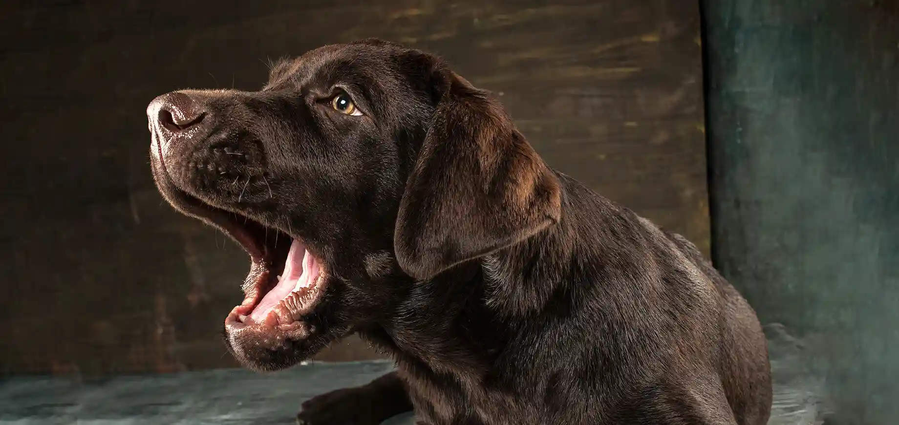 Dog alert barking at window during nighttime